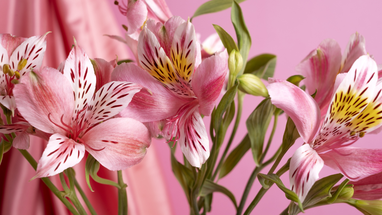 Розовые нежные цветы альстромерия крупным планом