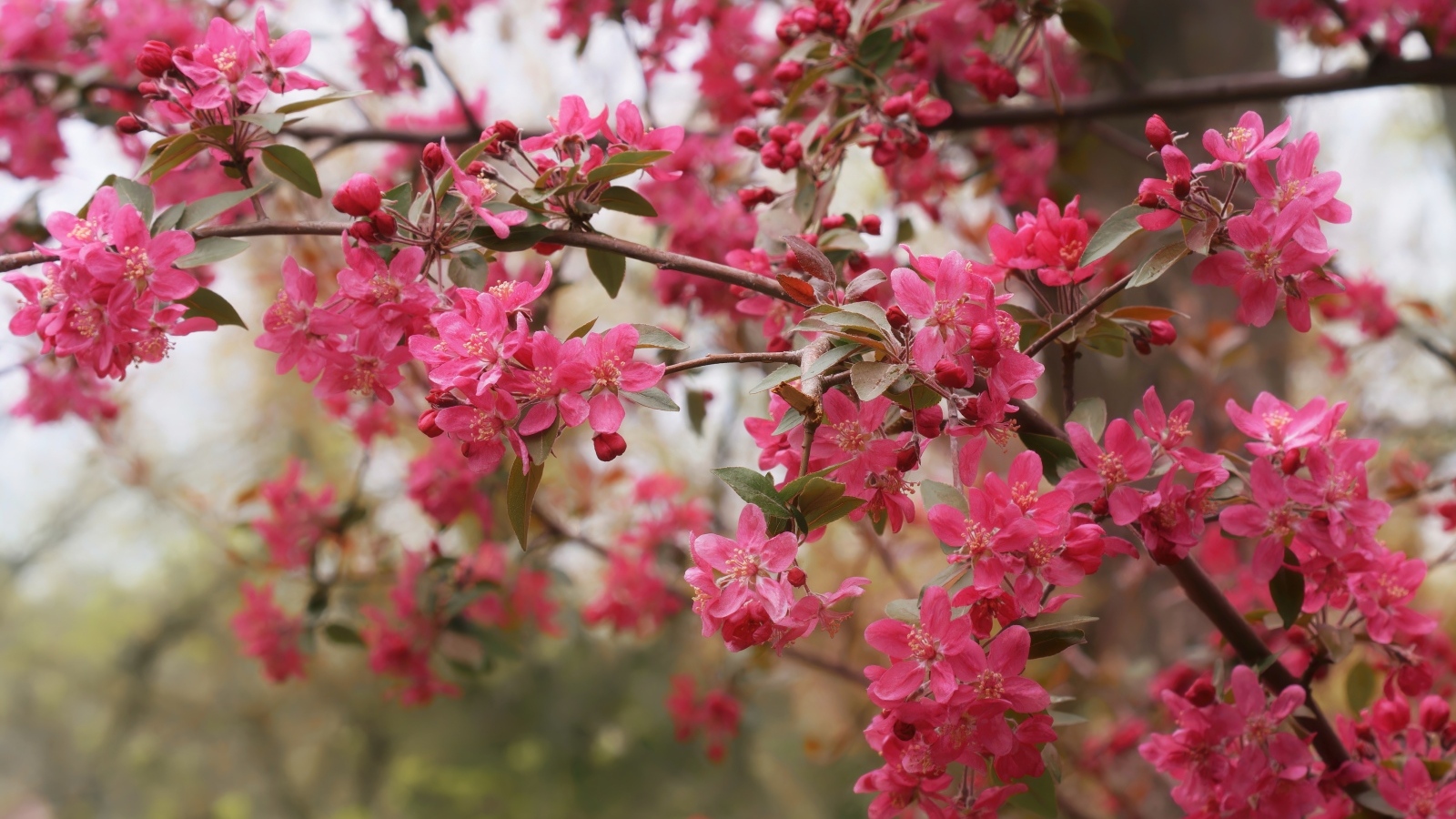 Розовые цветы на ветках дерева весной