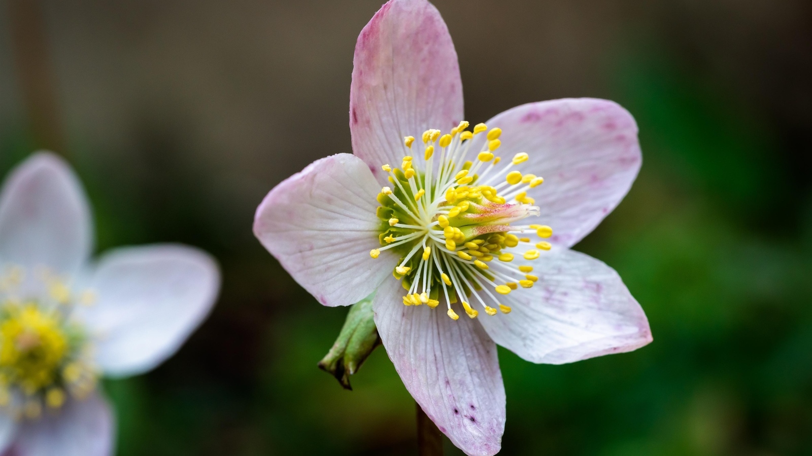 Розовый цветок морозник крупным планом