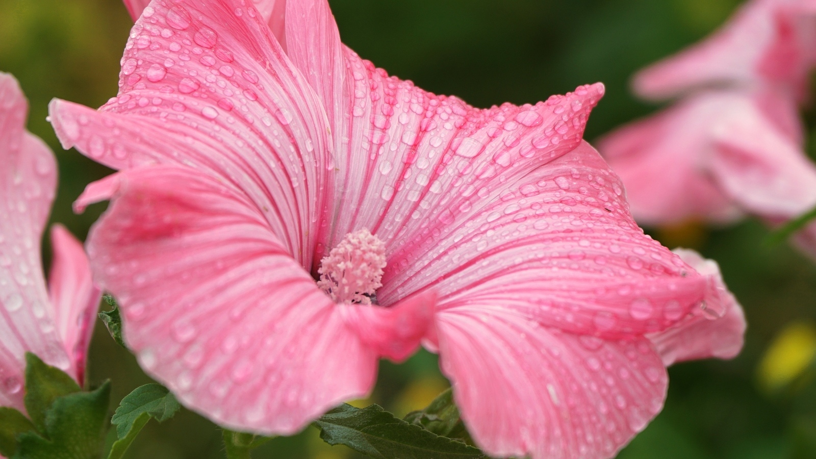 Розовый цветок лаватера