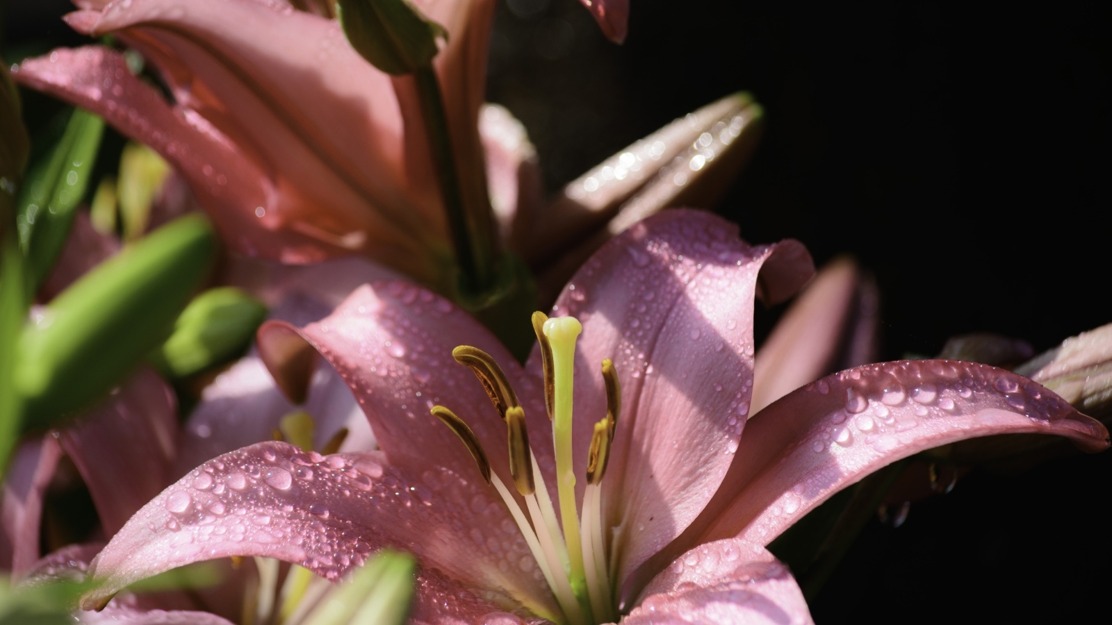 Розовые лилии с каплями росы на лепестках