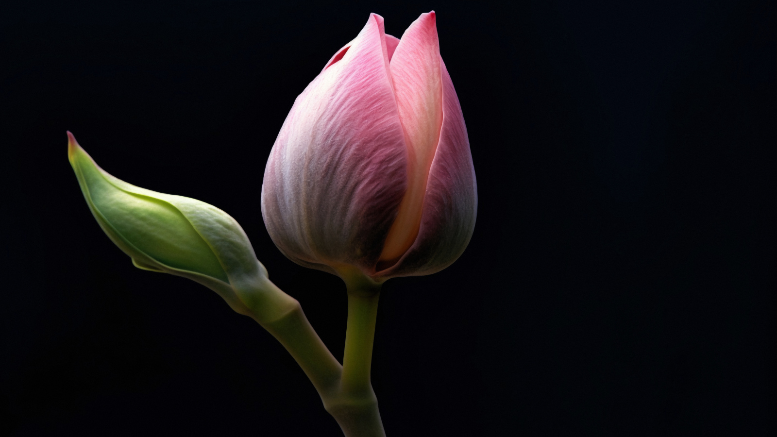 Розовых цветок лотоса на черном фоне