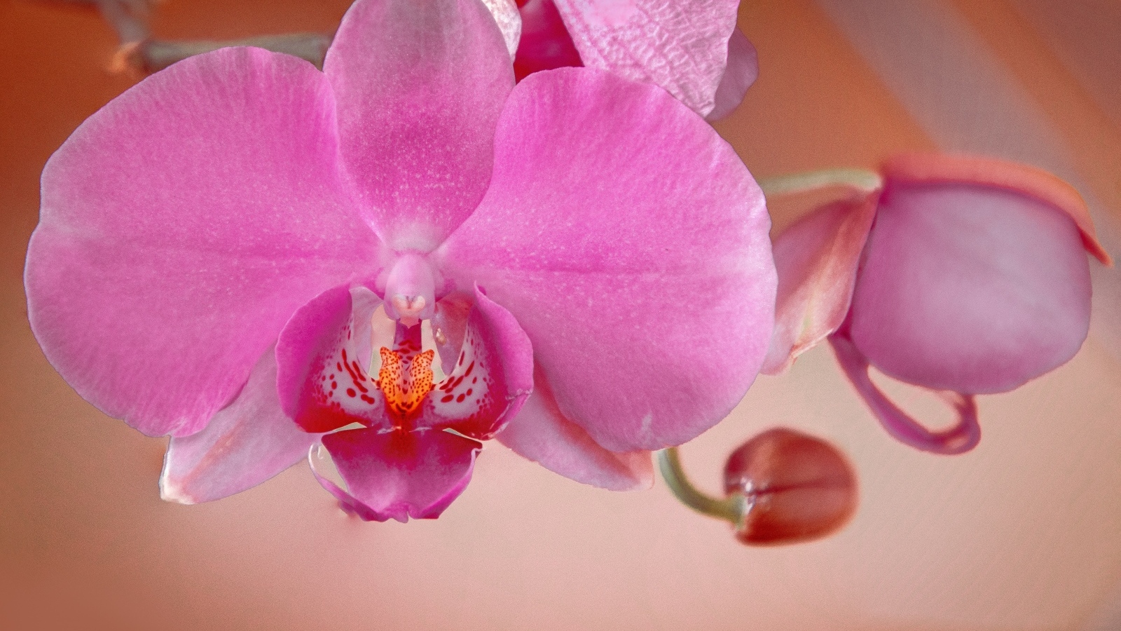 Розовый цветок орхидеи с бутонами крупным планом