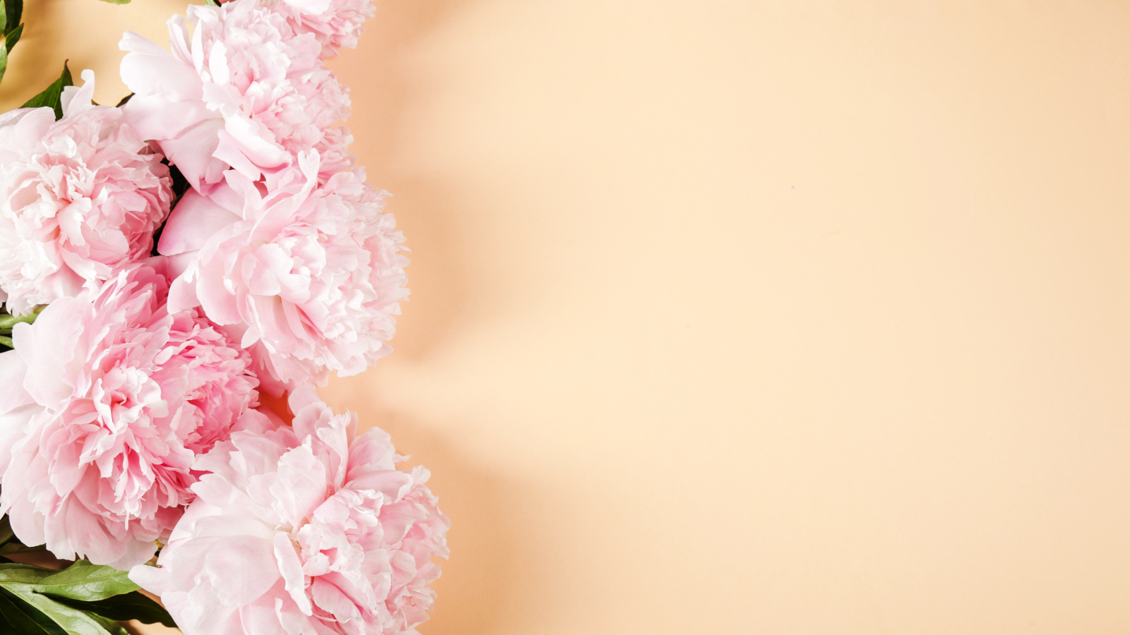 Розовые пионы на бежевом фоне,  шаблон 