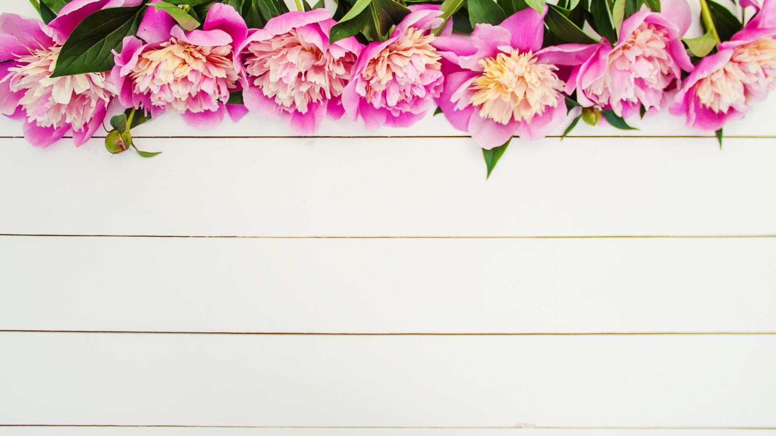Розовые цветы пиона на белом деревянном фоне