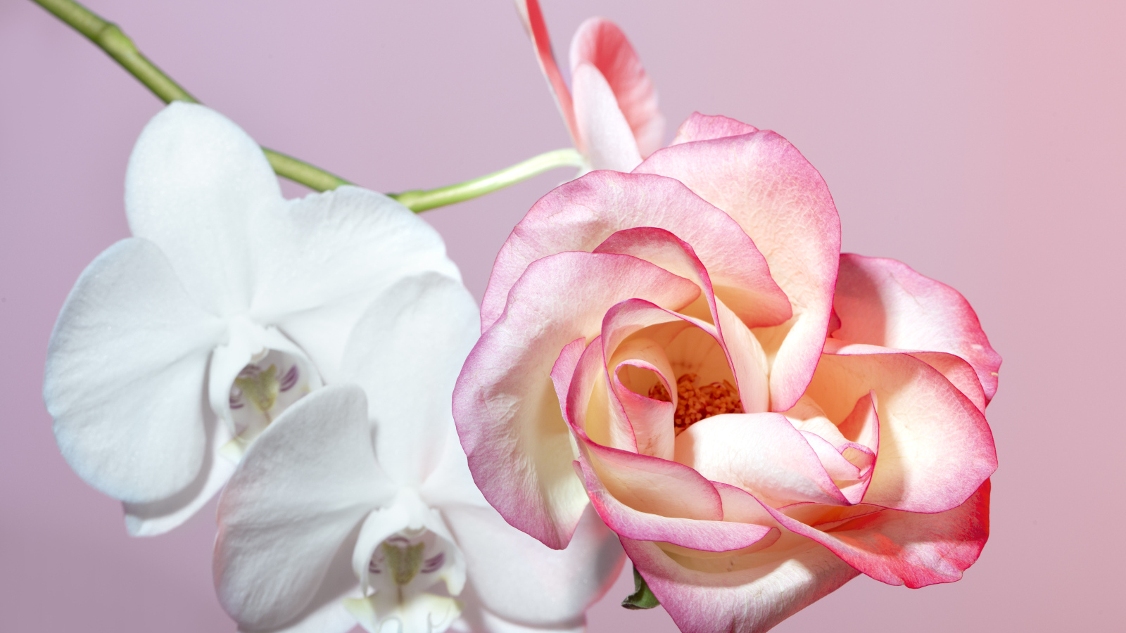 Розовая роза с белыми цветы орхидеи на розовом фоне