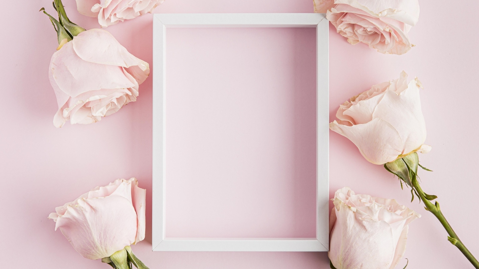 Розовые розы с белой рамкой для открытки