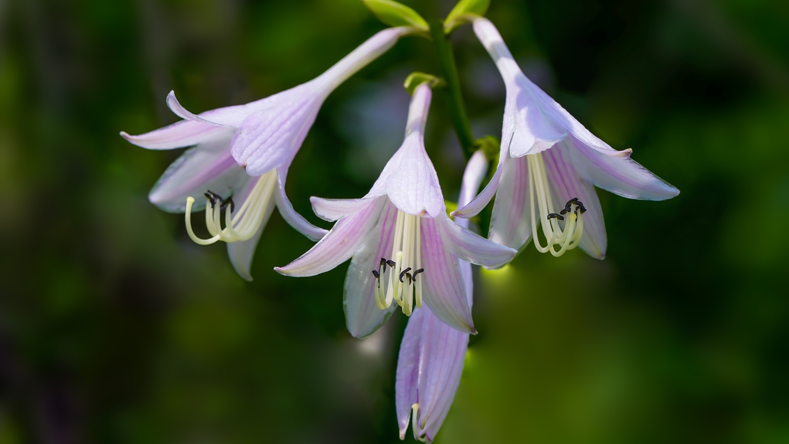Розовые маленькие садовые лилии на ветке