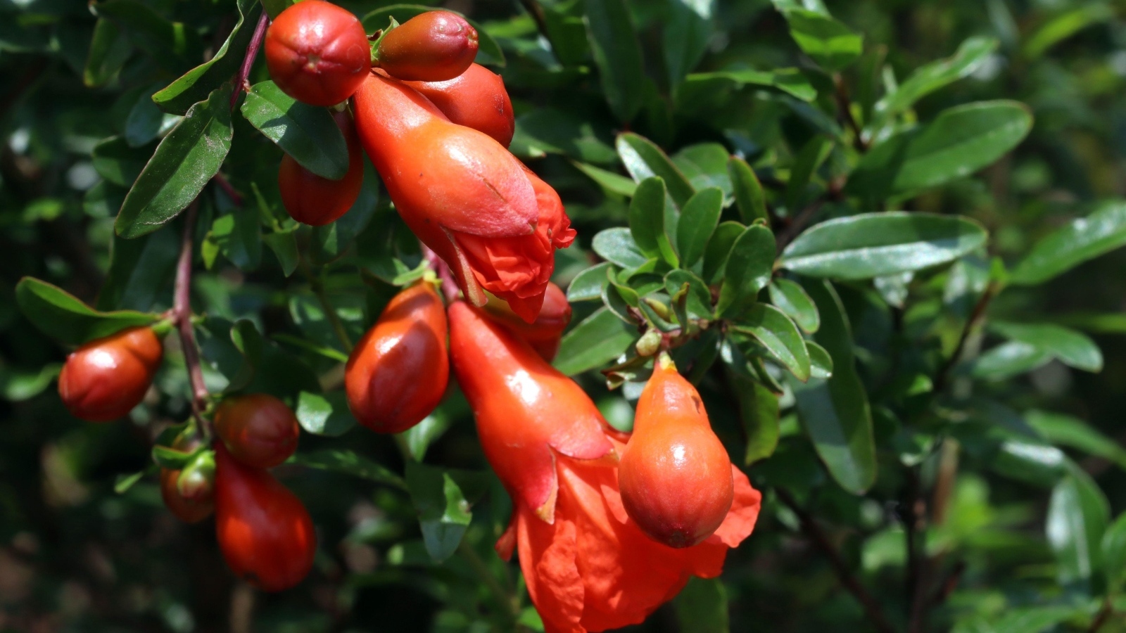 Цветы граната на ветке с зелеными листьями