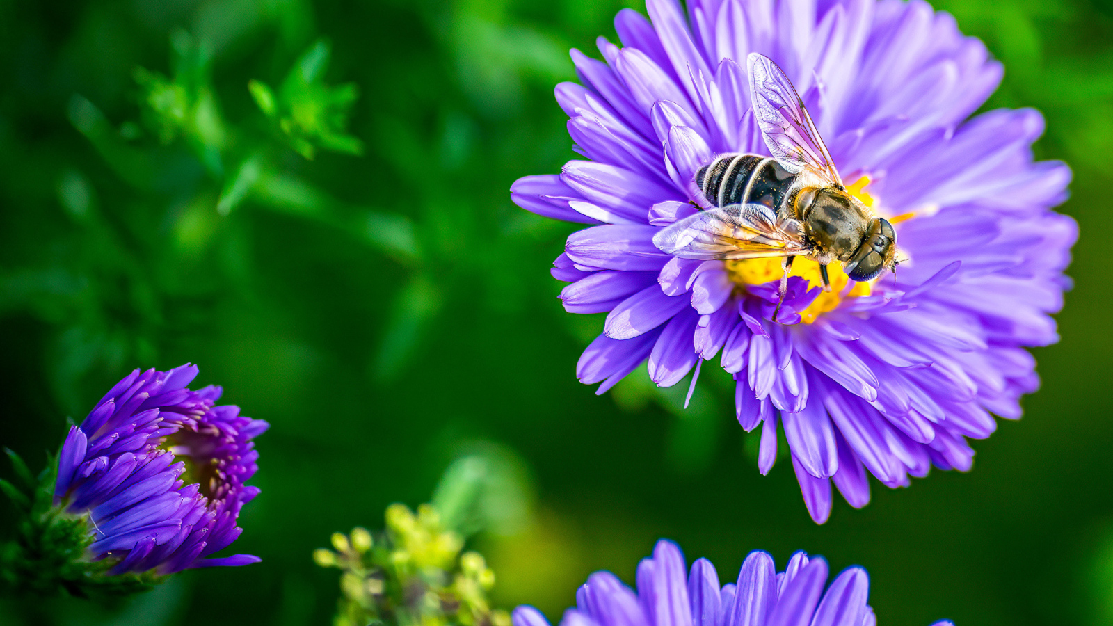 Фиолетовые садовые астры с пчелой