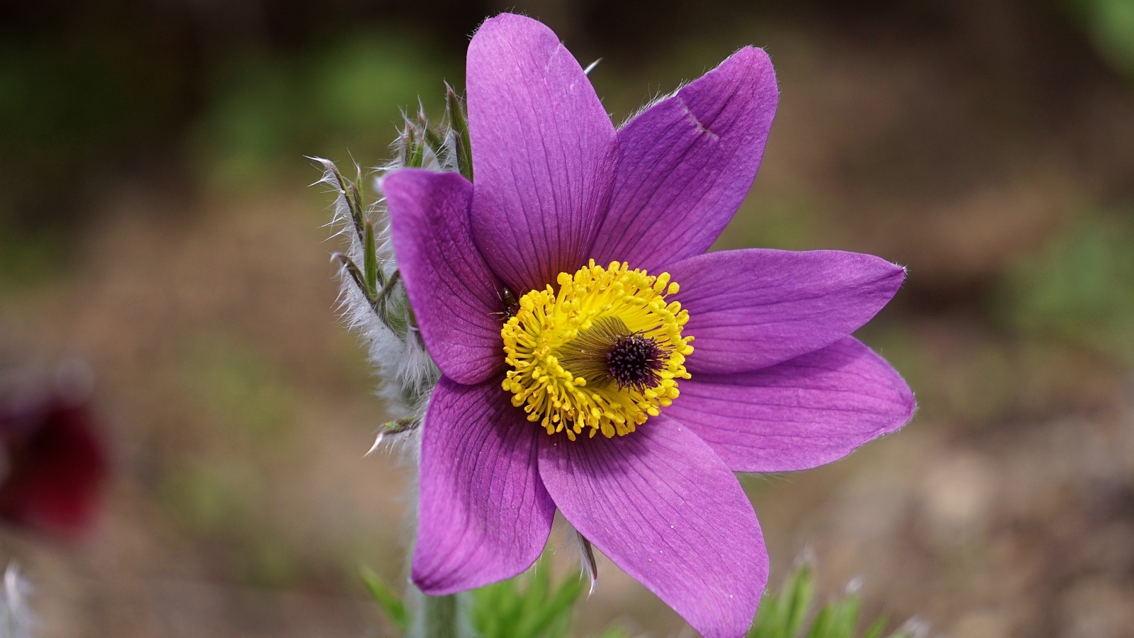 Фиолетовый цветок анемона с желтой серединкой крупным планом на поле