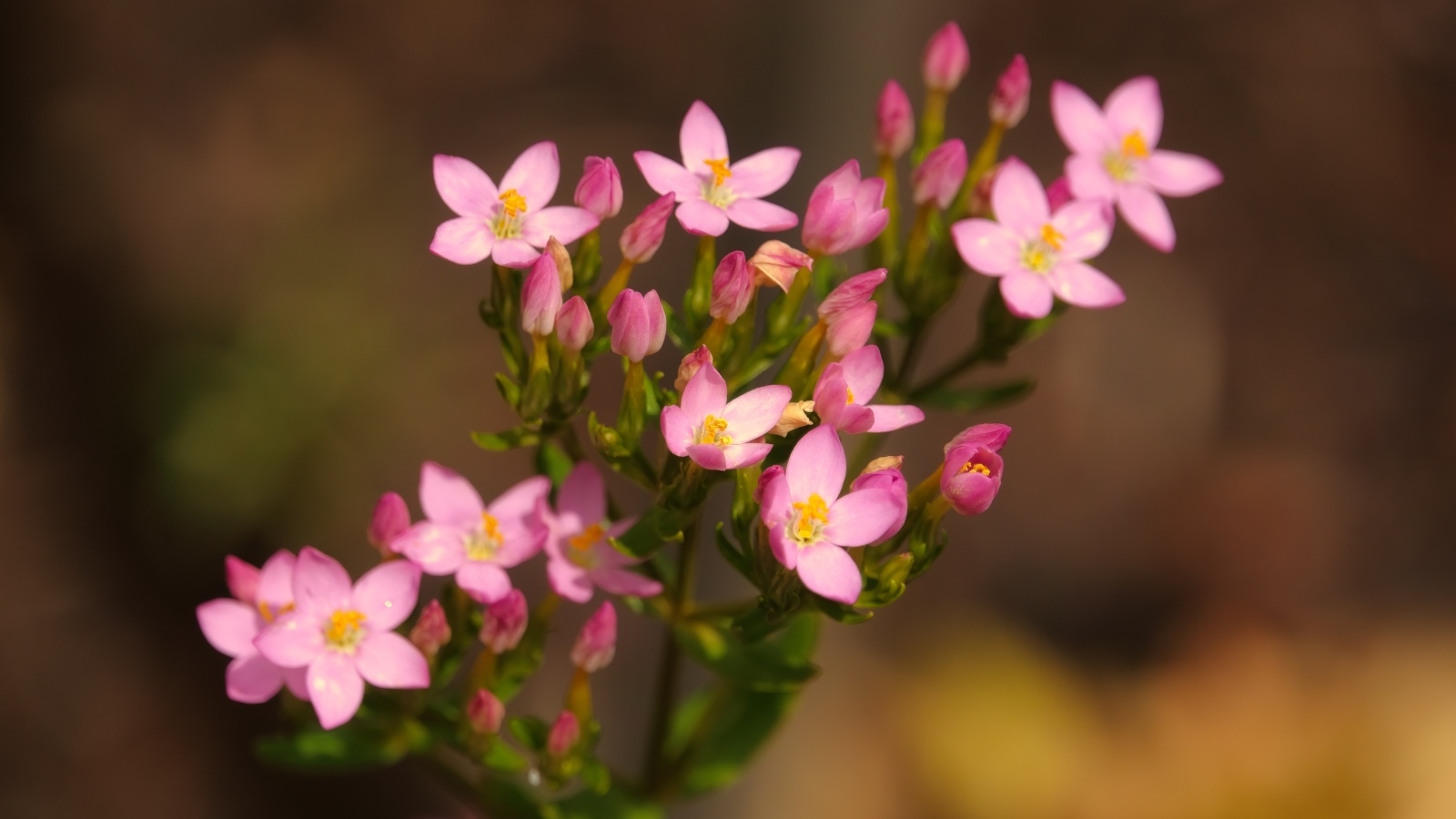 Настоящий розовый цветок к бутонами