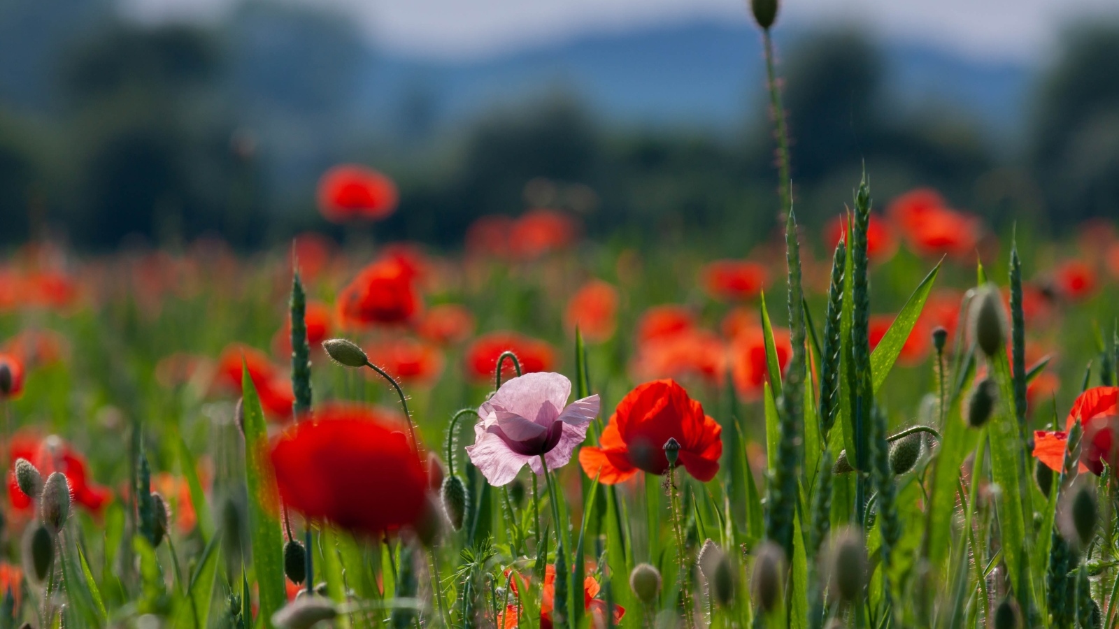 Красные и розовые полевые маки с зелеными колосками