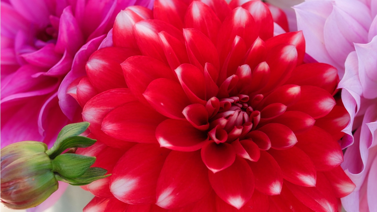 Красный цветок георгина с бутоном крупным планом