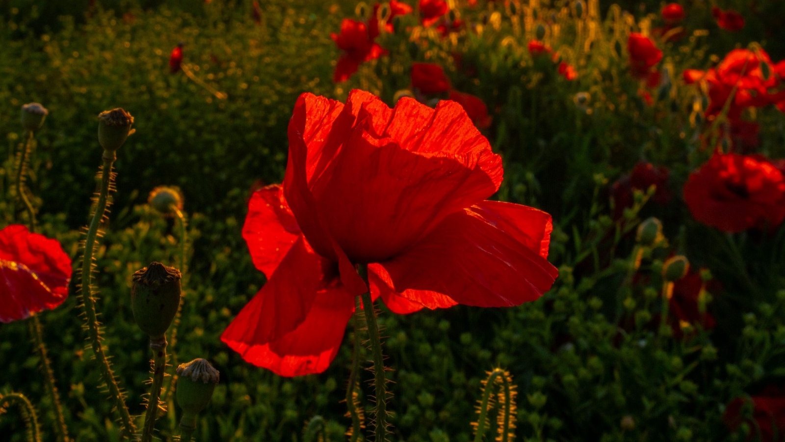 Красный полевой мак с хрупкими лепестками в лучах солнца