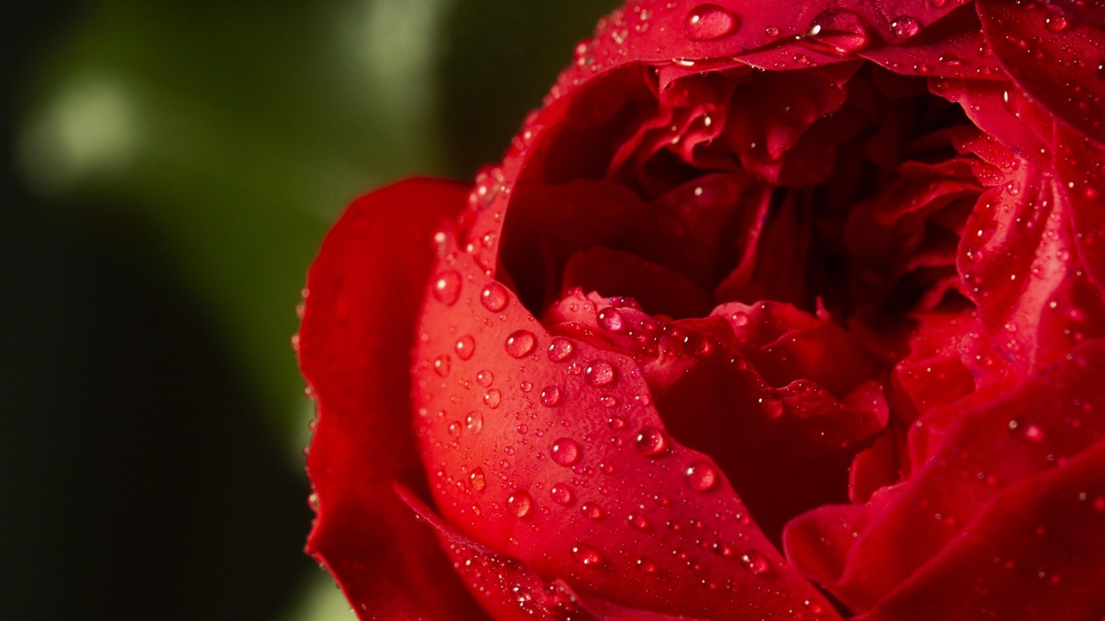 Красный цветок розы в каплях росы крупным планом