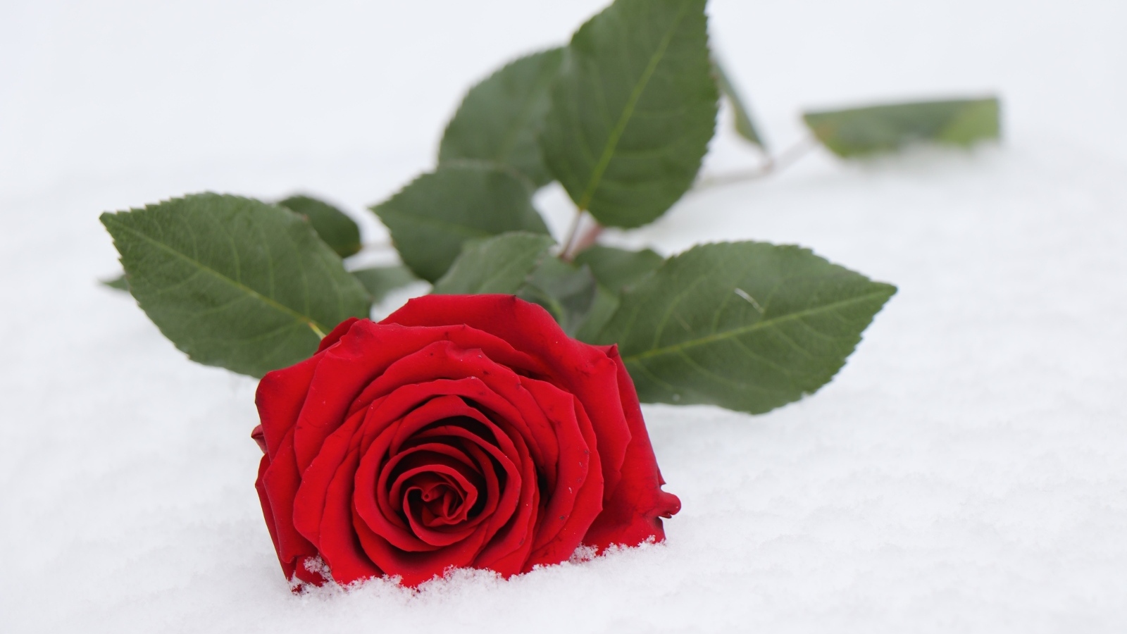 Красная роза с зелеными листьями на снегу