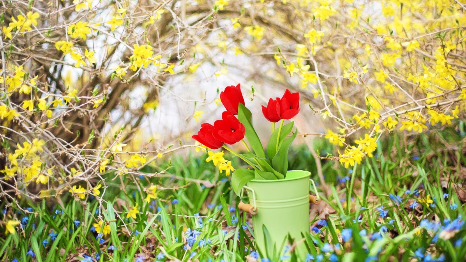 Красные тюльпаны в ведре в саду
