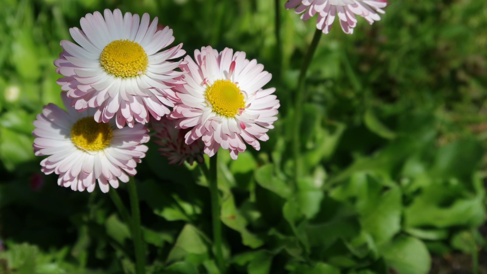 Маленькие розовые маргаритки крупным планом