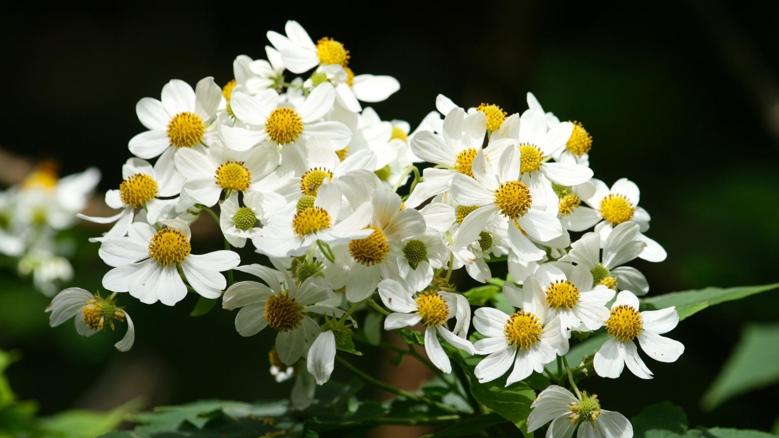 Мелкие белые цветы крупным планом