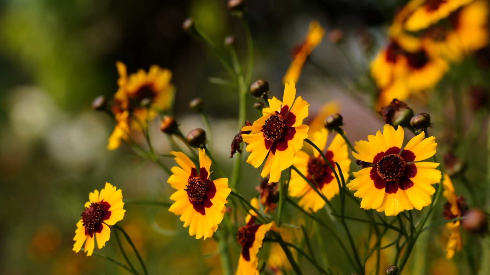 Летние маленькие красивые полевые цветы