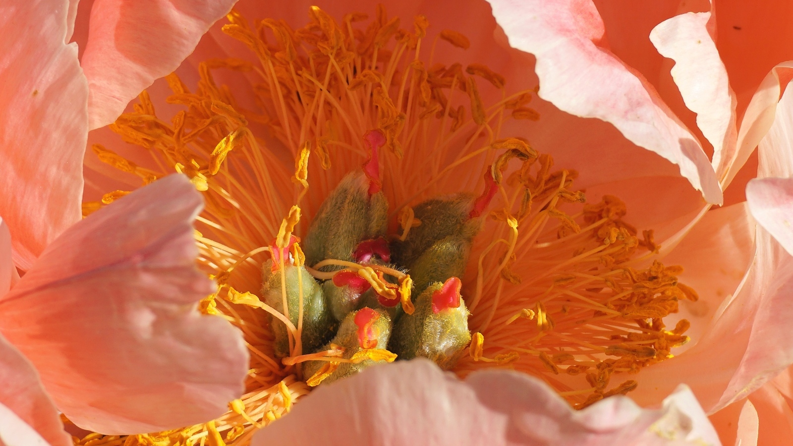 Серединка розового цветка пиона