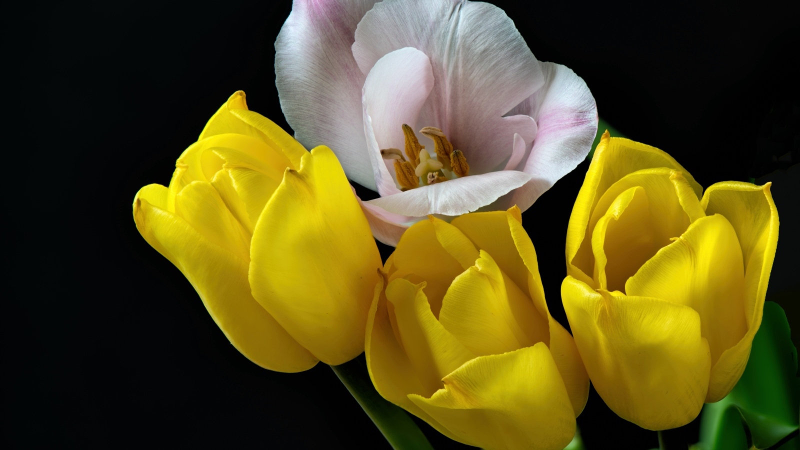 Три желтых тюльпана и один розовый на черном фоне