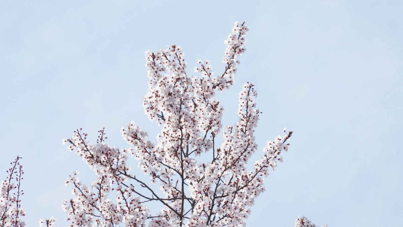 Дерево покрыто цветами на фоне голубого неба