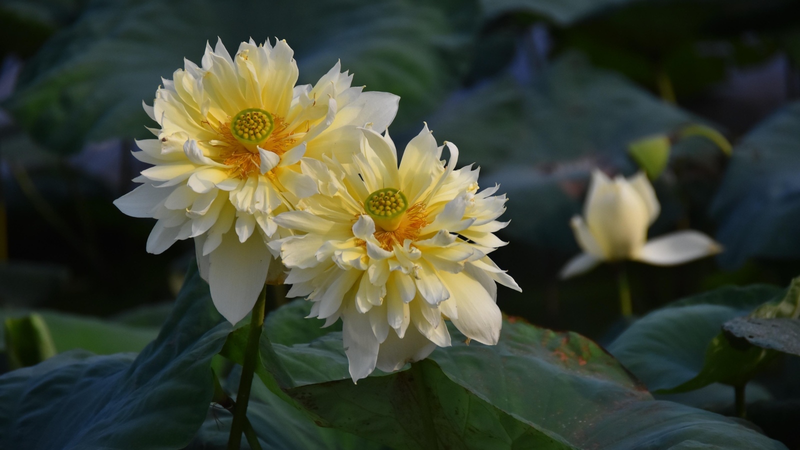 Два белых цветка лотоса отцветают 