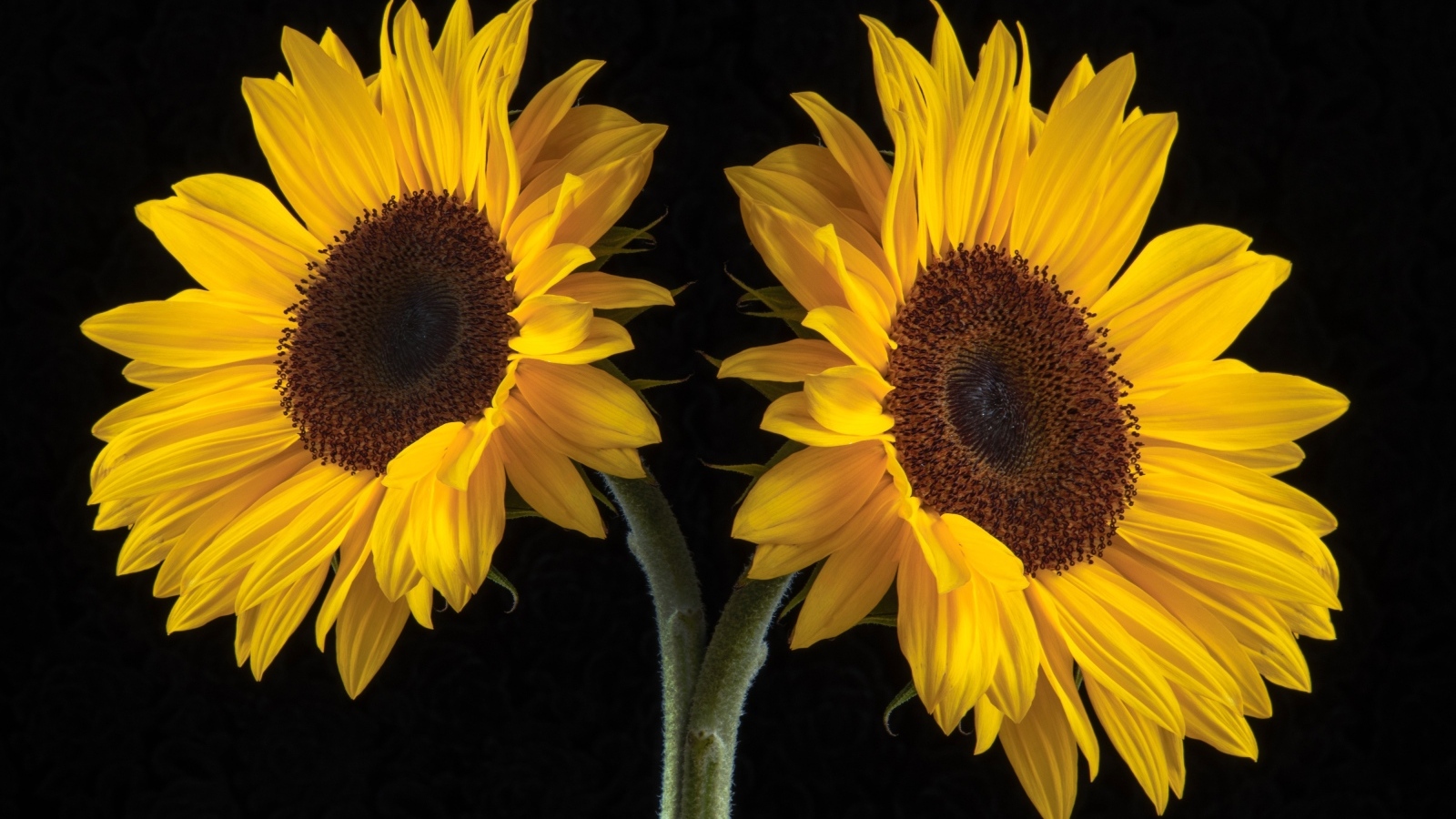 Два желтых подсолнуха на черном фоне