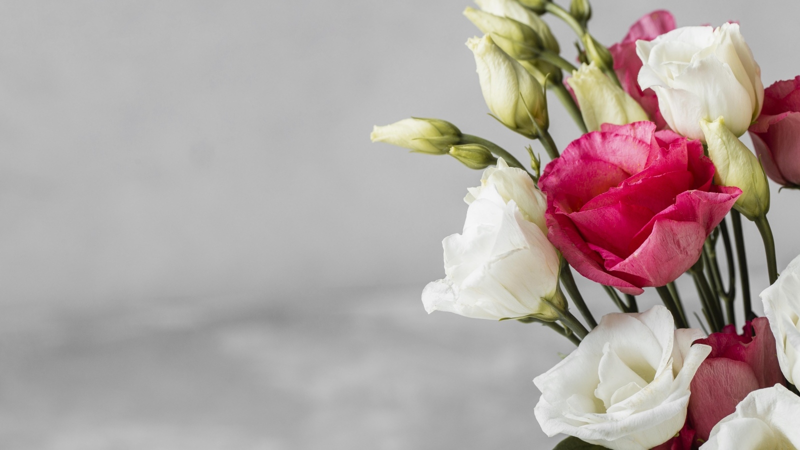 White and pink eustoma flowers on a gray background
