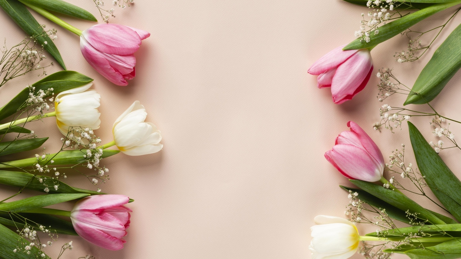 Белые и розовые тюльпаны с цветами гипсофилы на розовом фоне