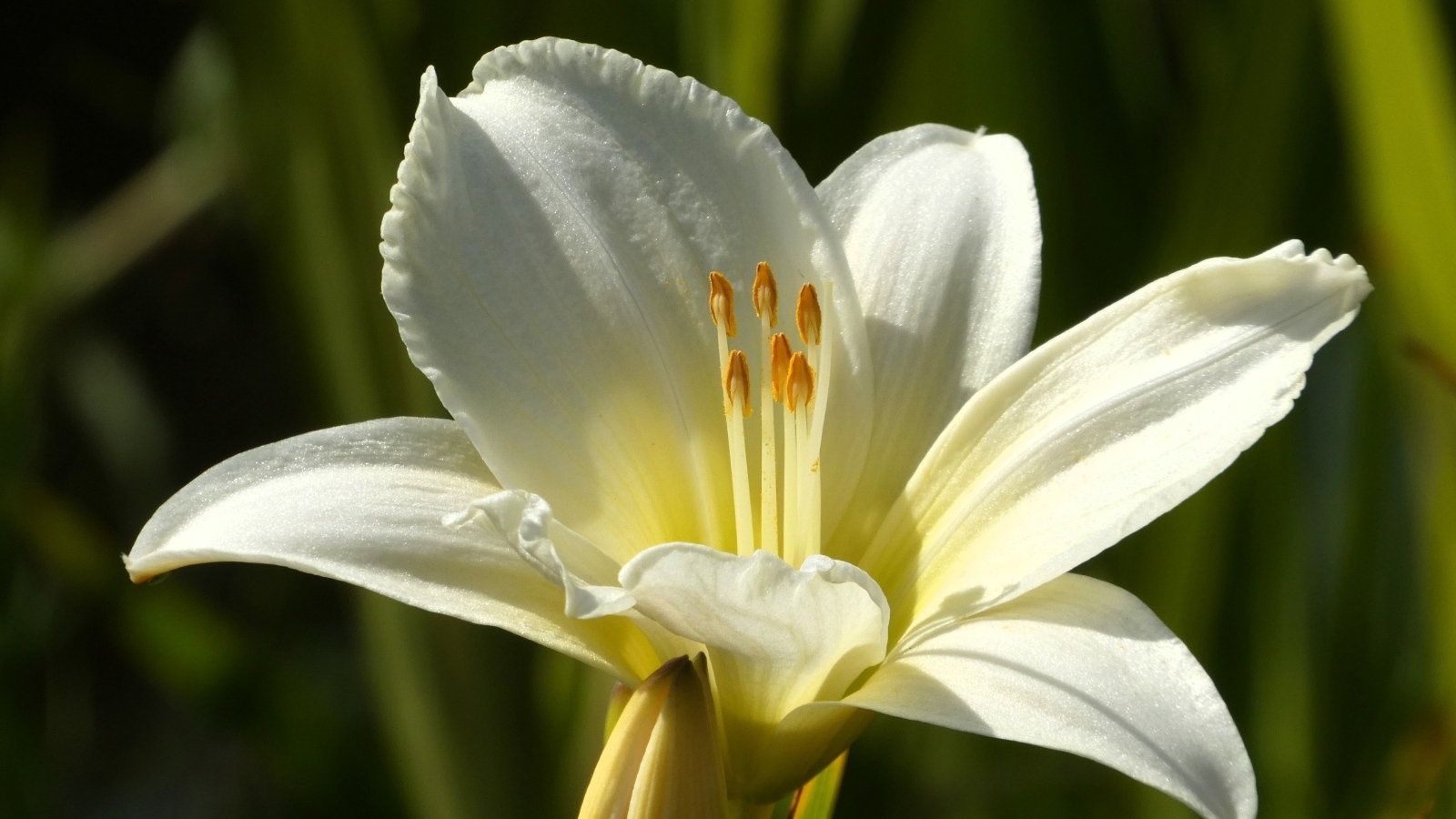 Белый красивый лилейник крупным планом