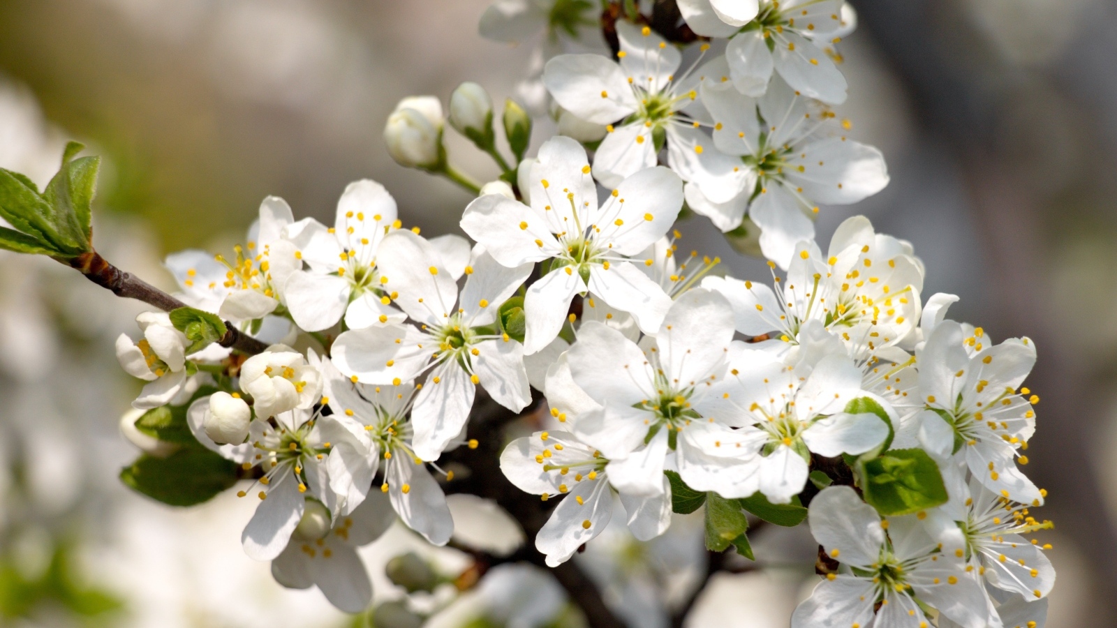 Белые распускающиеся цветы вишни на ветке весной