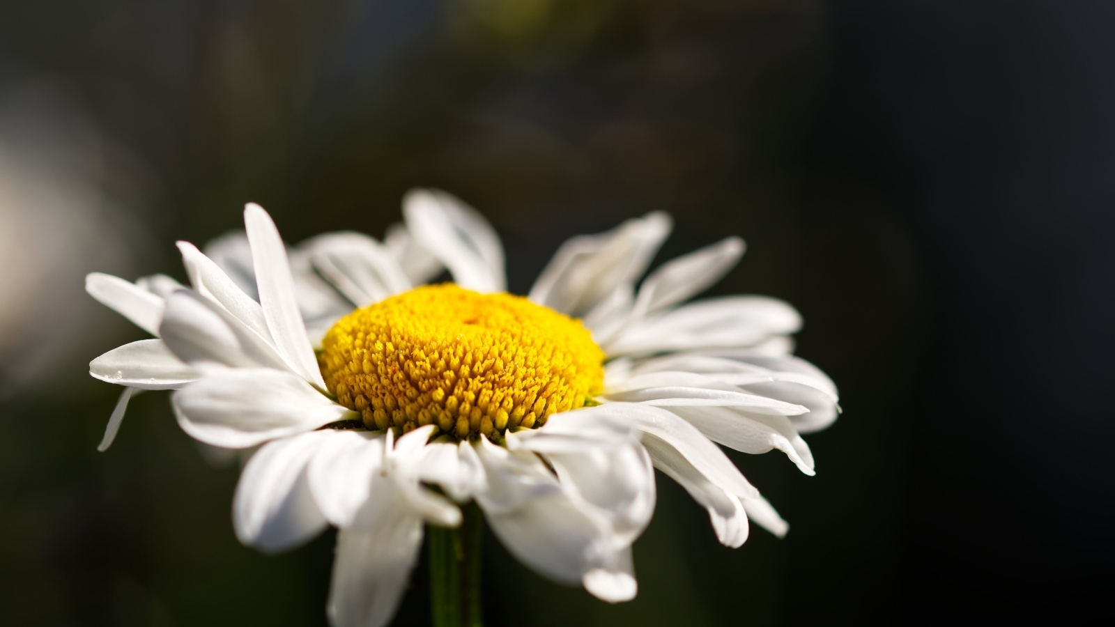 Белый цветок ромашки с нежными лепестками