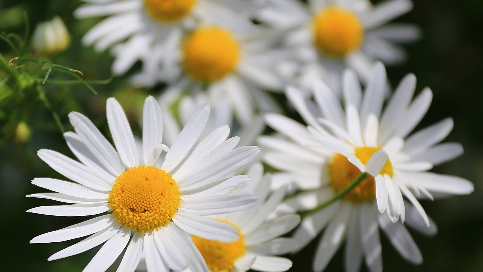 Белые цветы ромашки крупным планом