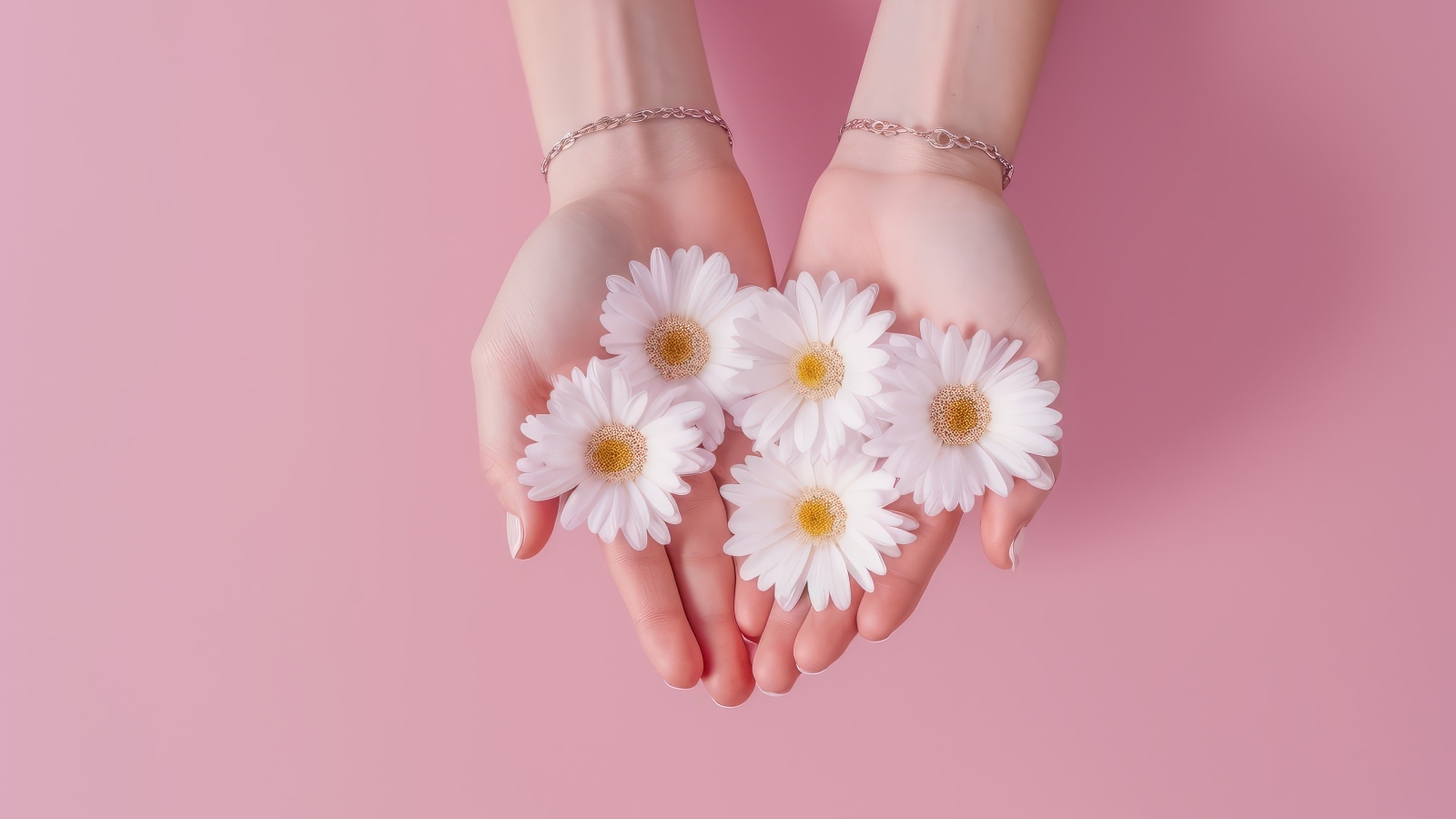 Белые цветы ромашки в ладонях на розовом фоне