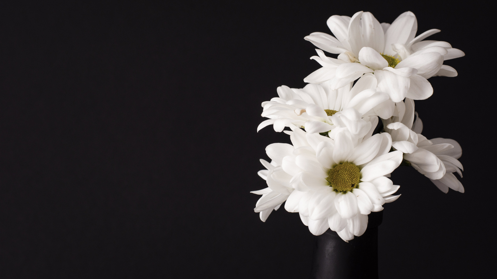Белые цветы хризантемы на черном фоне