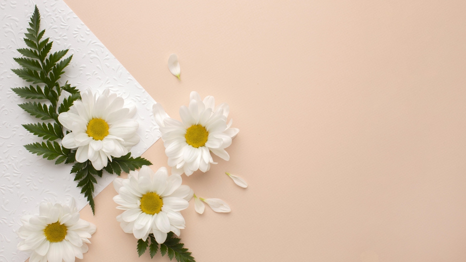 Белые хризантемы с зелеными листьями на розовом фоне