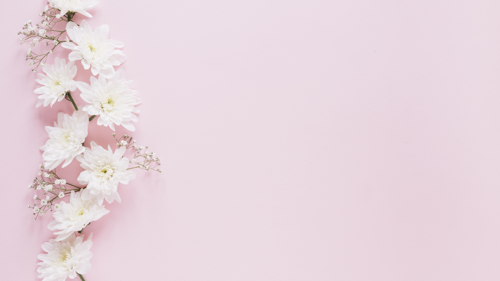 Белые хризантемы с гипсофилой на розовом фоне