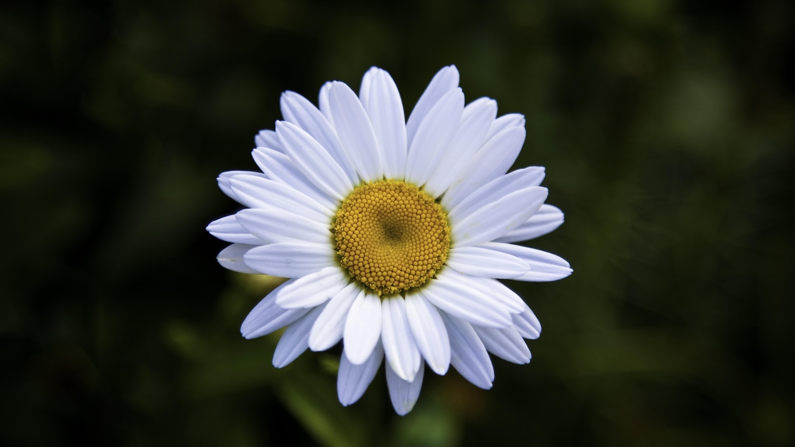 Белая полевая ромашка с желтой серединкой