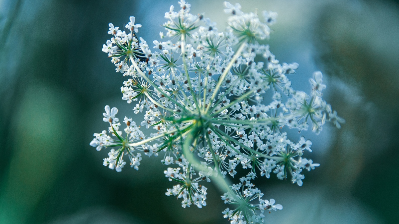 Белое цветущее полевое растение
