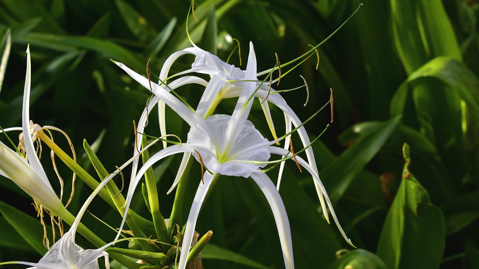 Белые комнатные лилии крупным планом