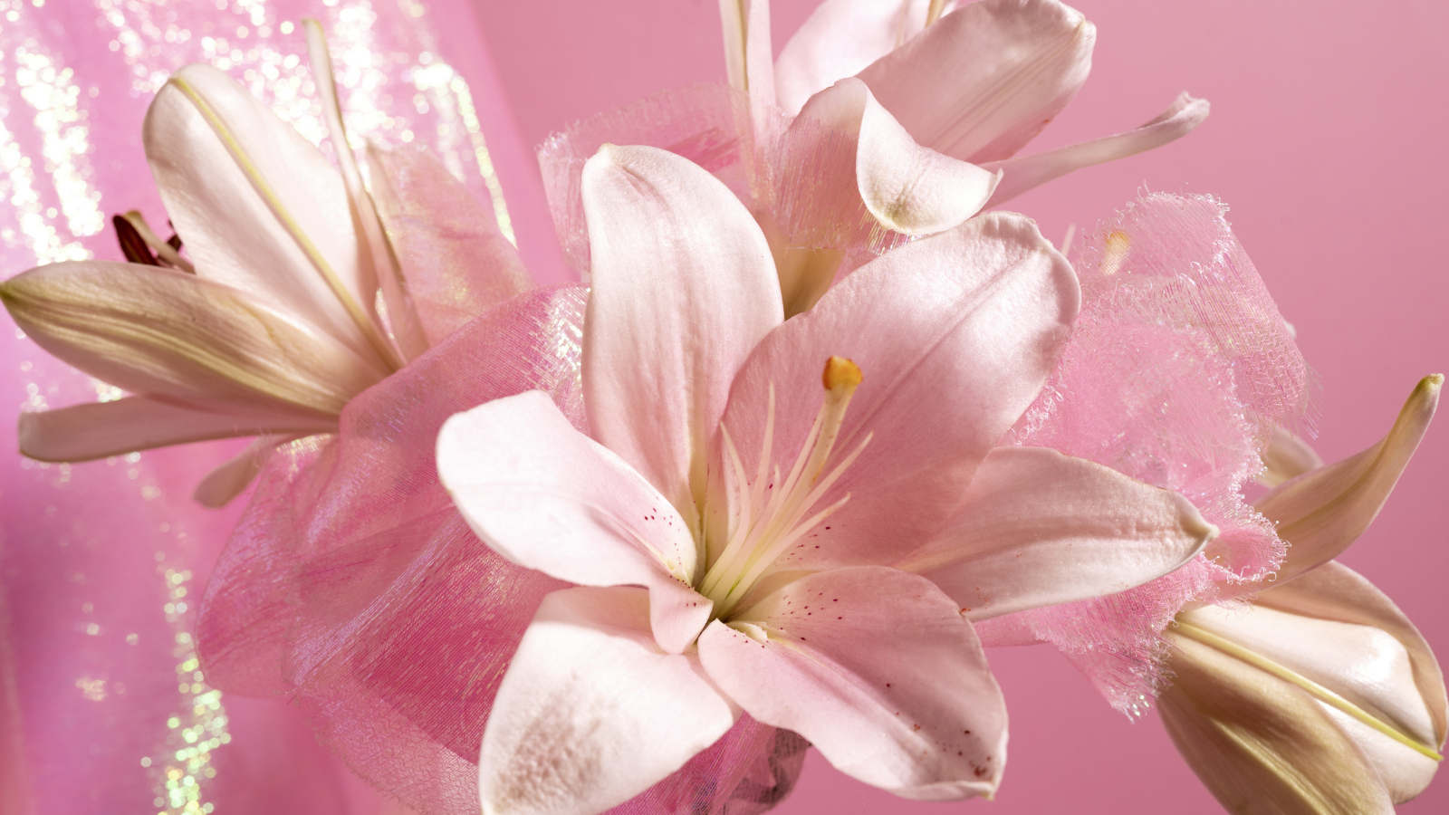 Белые лилии на розовом фоне крупным планом