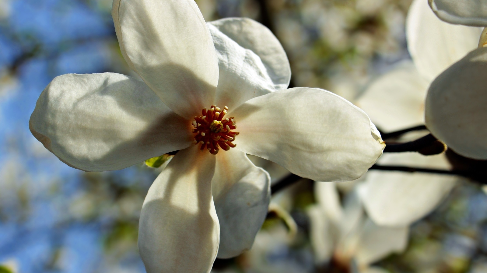 Белый цветок магнолии на ветке крупным планом