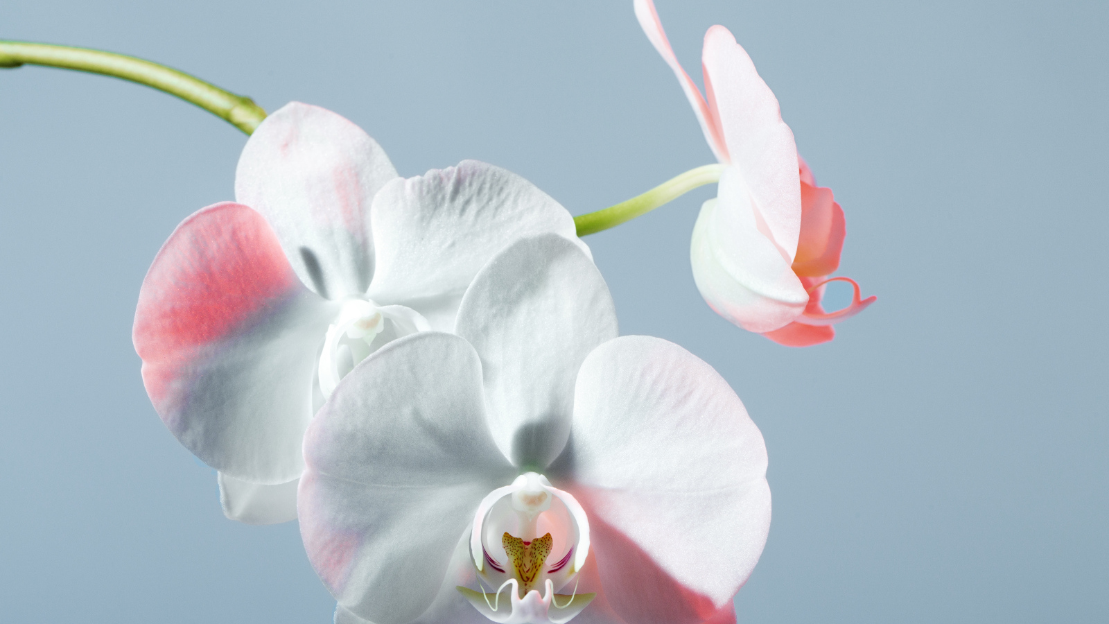 Белые орхидеи на голубом фоне