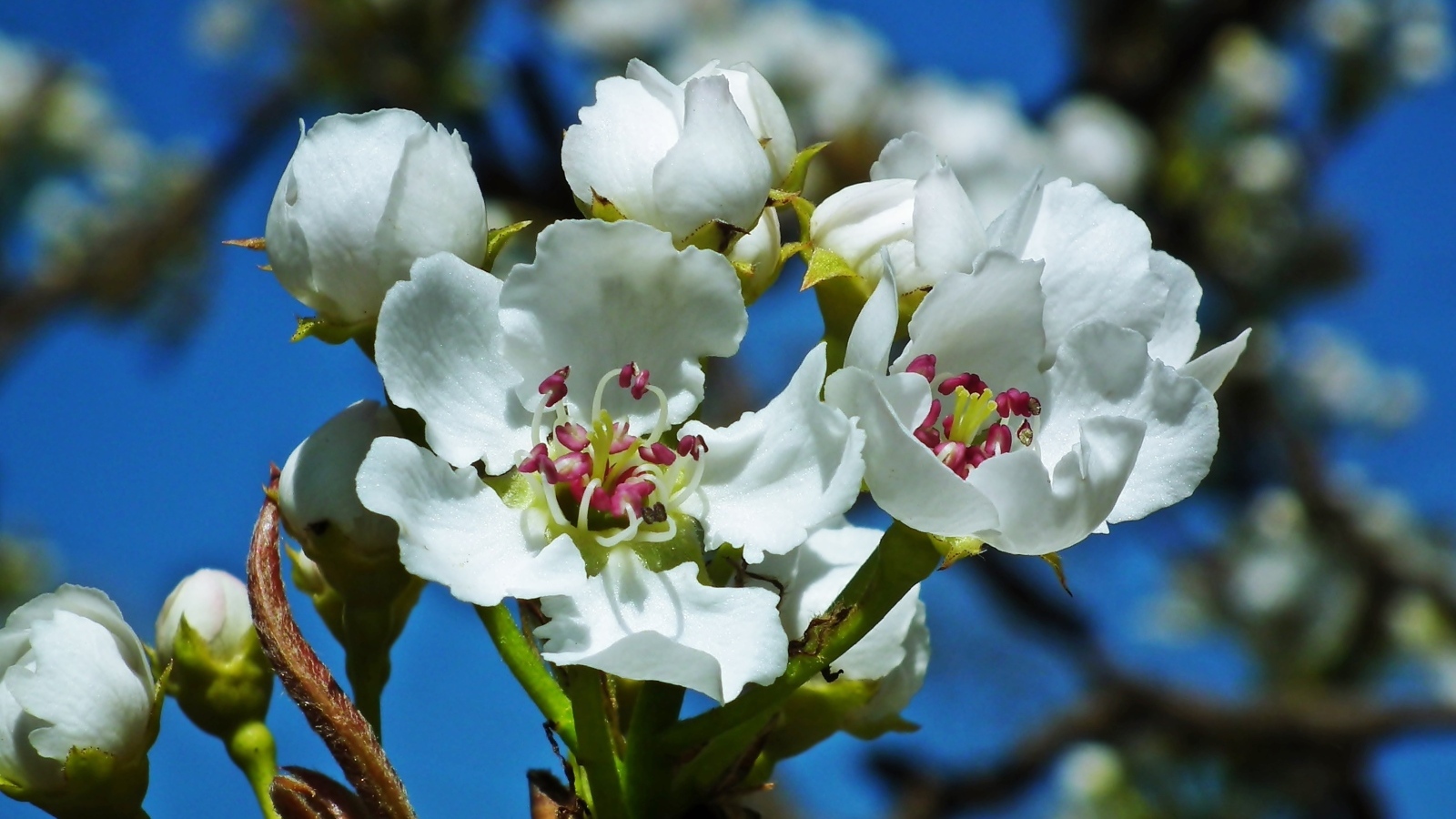 Белые цветы груши на ветке весной
