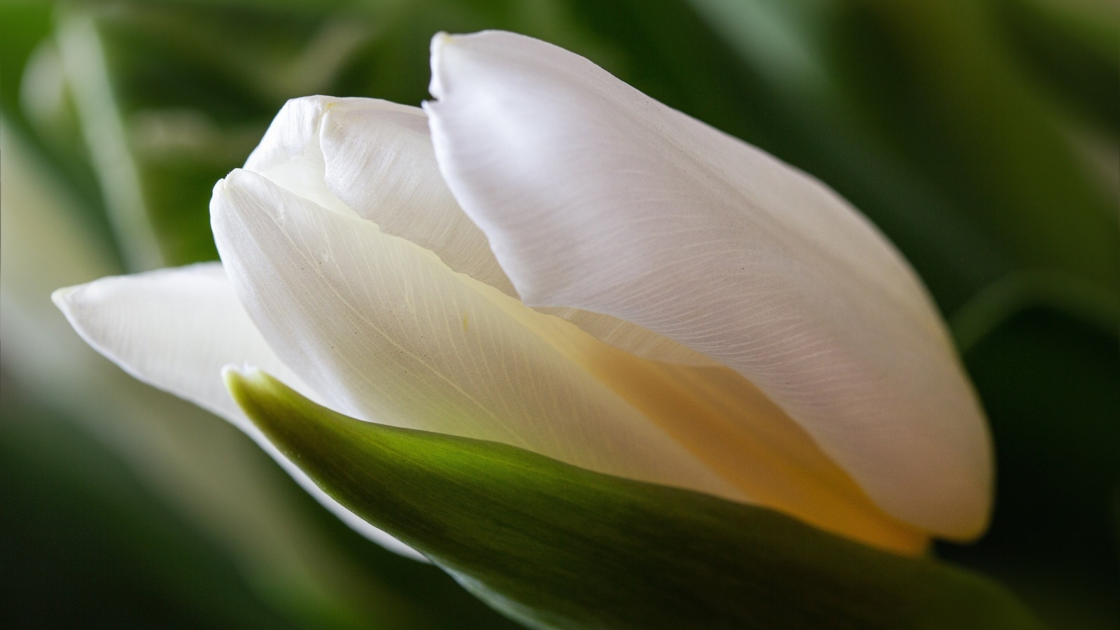 Белый тюльпан с зелеными листьями крупным планом