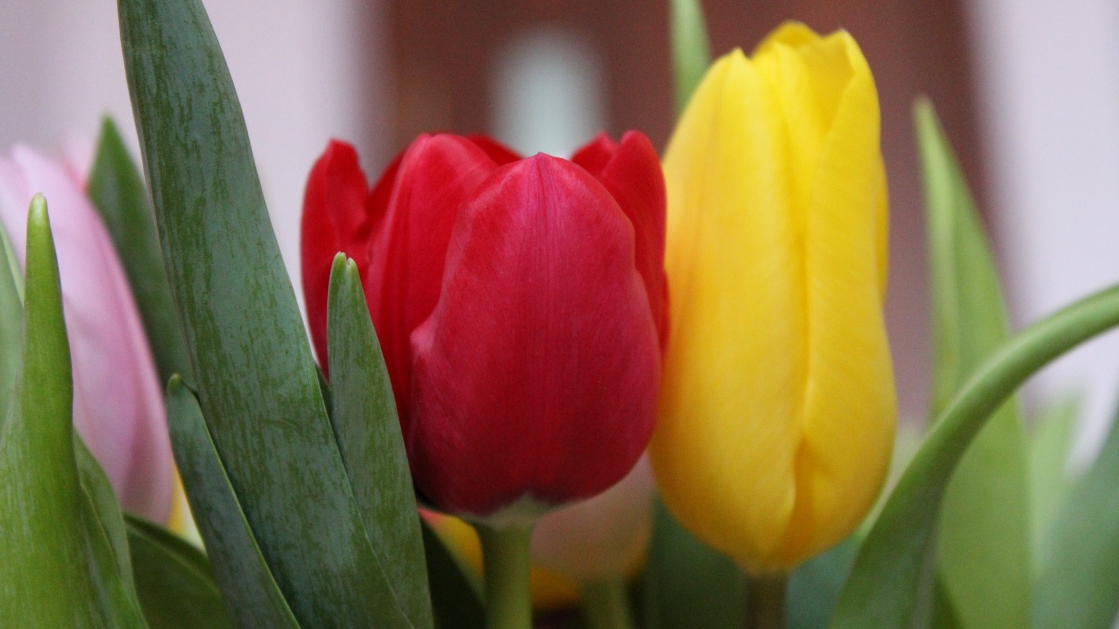 Желтый и красный тюльпан крупным планом