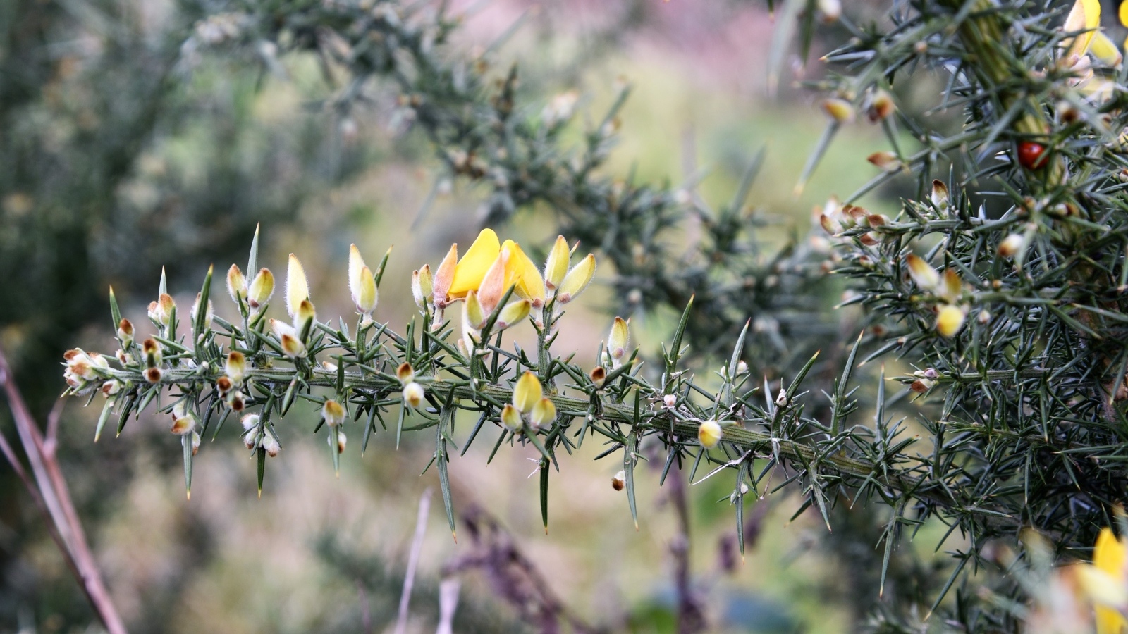 Желтые цветы на ветке хвойного дерева 